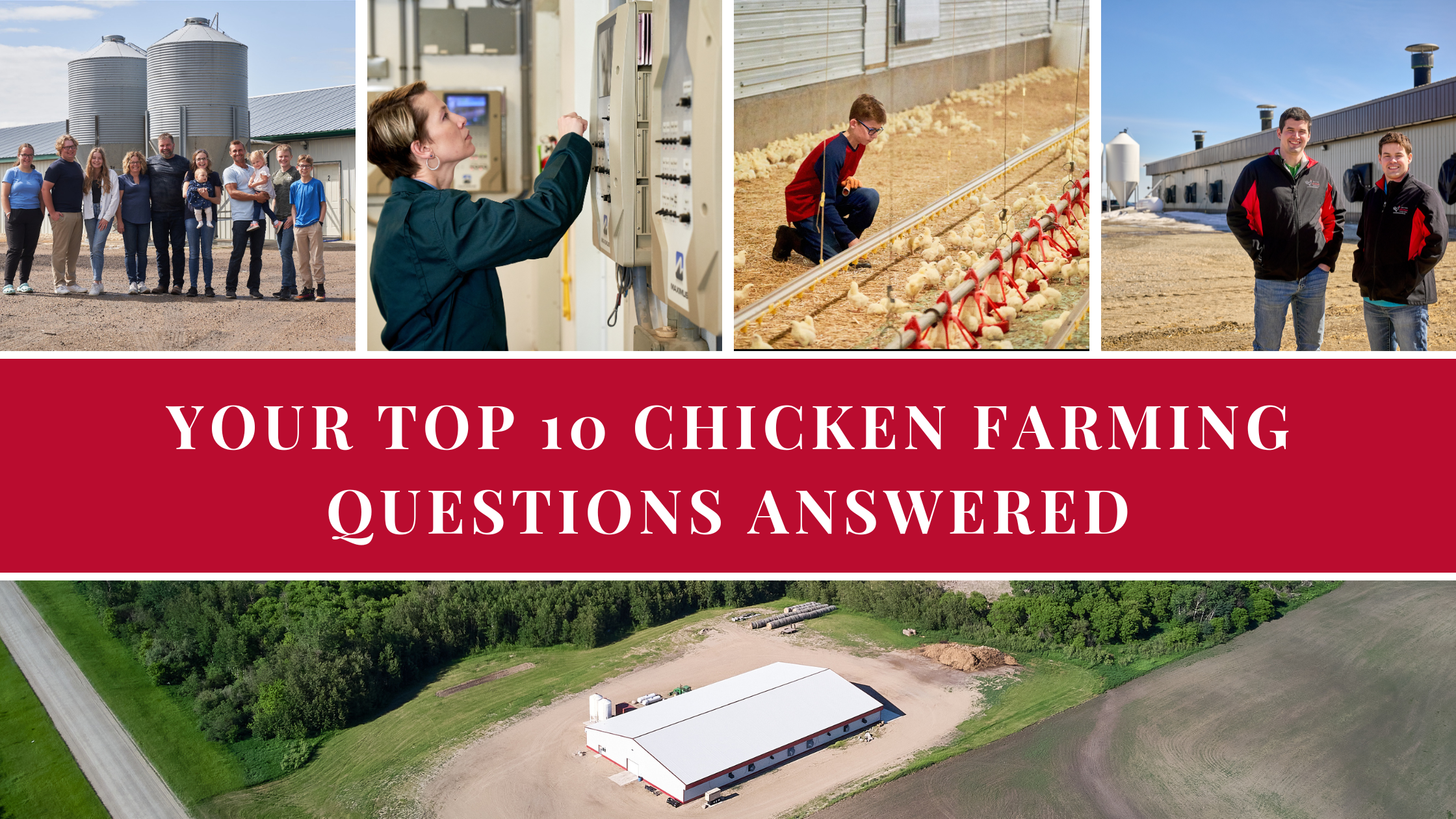 YOUR TOP 10 CHICKEN FARMING QUESTIONS ANSWERED