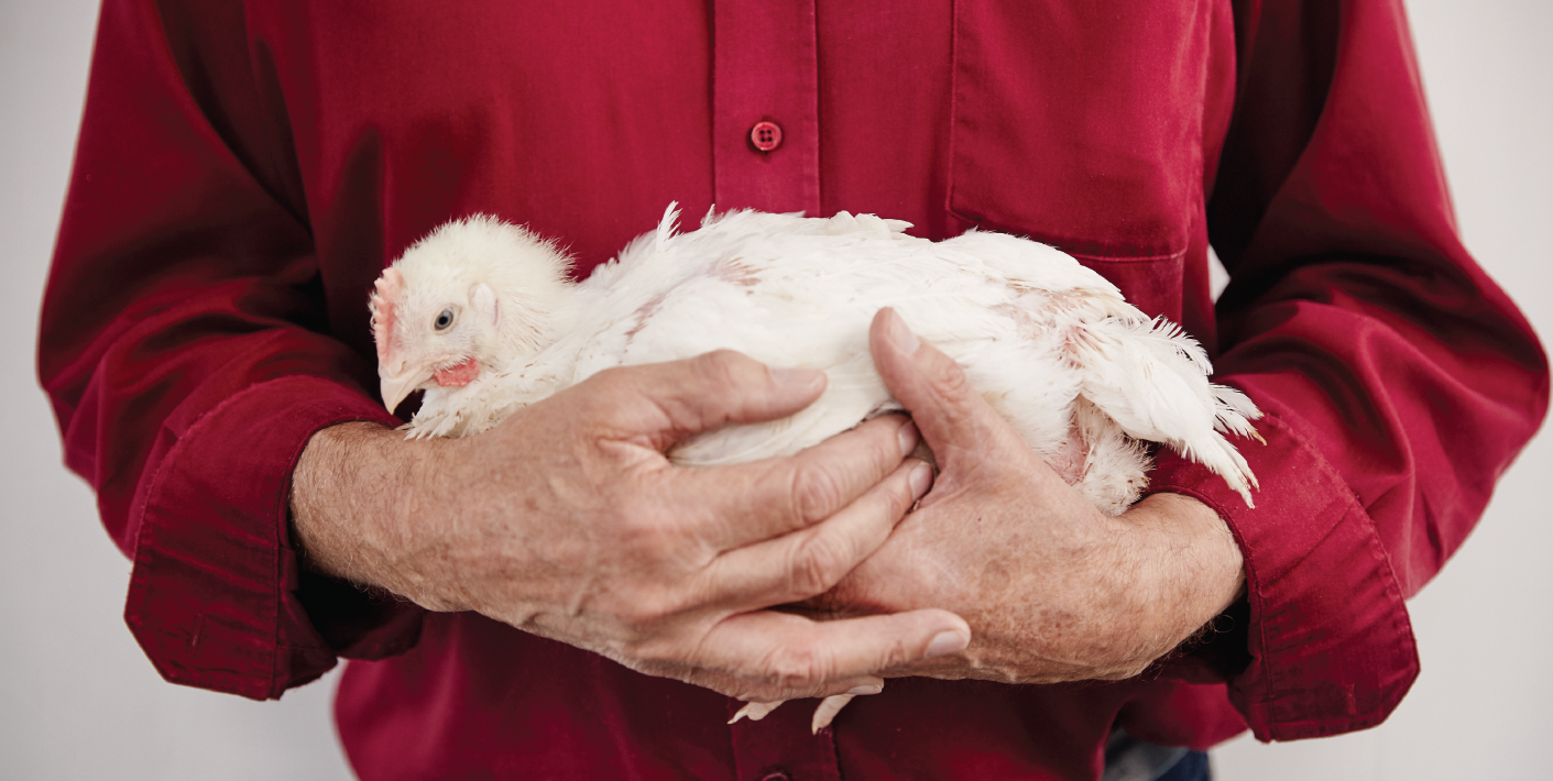 BROILER PRICE CHANGE JUNE 25, 2024