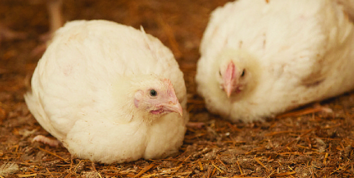 2018 HATCHING EGG PRODUCTION