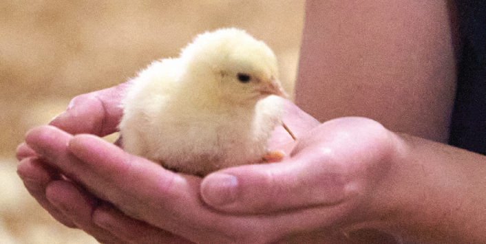 SALEABLE CHICK PRICE MARCH 26, 2024