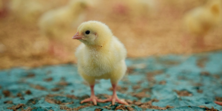 SALEABLE CHICK PRICE MAY 16, 2024