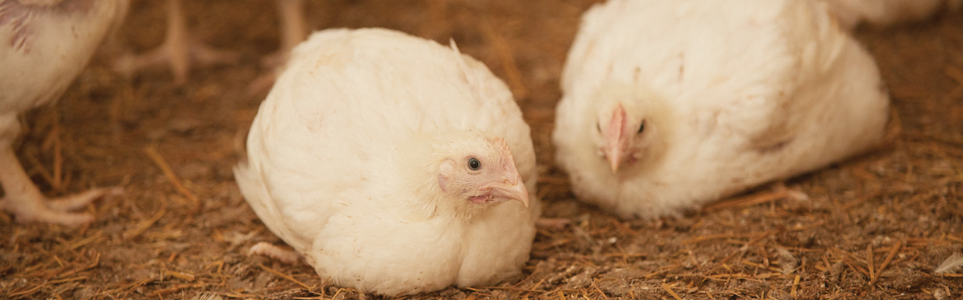 2018 BROILER QUOTA UTILIZATION