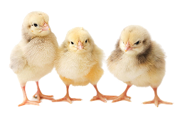 HATCHERY