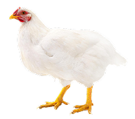 BROILER FARM